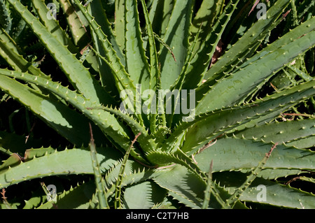 Aloe x spinosissima Foto Stock