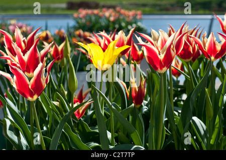 Tulip 'la Regina di Saba", Tulipano giallo intruso Foto Stock