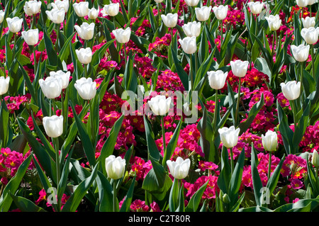 Tulip sogno bianco e Primula CRESCENDO ROSE (Crescendo serie) Foto Stock