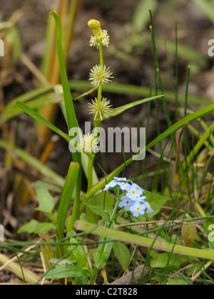 Almeno Bur-reed, sparganium natans Foto Stock