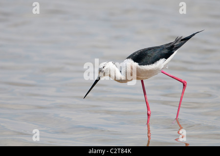 Stelzenläufer, Himantopus himantopus, nero winged Stilt Foto Stock