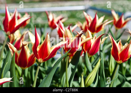 Tulip regina di Saba Foto Stock