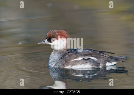 Zwergsäger, Mergellus albellus, Smew femmina Foto Stock