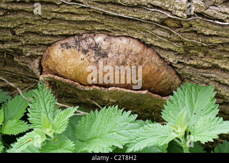 Insolita caratteristica sollevata con contrassegni su un punto morto il Frassino possibilmente causato dalla scavando larva della falena Clearwing. Foto Stock