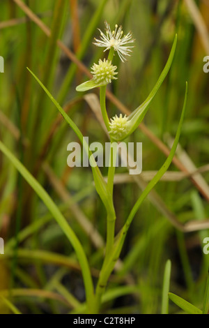 Almeno Bur-reed, sparganium natans Foto Stock