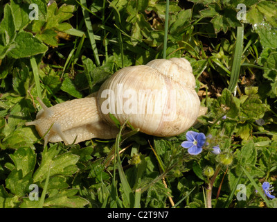 Lumaca romano (Helix pomatia) Foto Stock