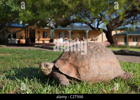 Leopard (montagna), tartaruga Geochelone pardalis, Samara riserva privata, Capo orientale, Sud Africa Foto Stock