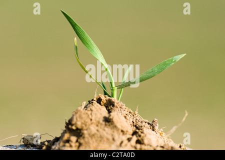 Giovane pianticella di grano piantato in un terreno fertile Foto Stock