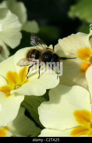 Red Mason Bee, la Osmia rufa, Megachilidae, Apoidea, Apocrita, Hymenoptera. Alimentazione su un Primrose fiore. Foto Stock