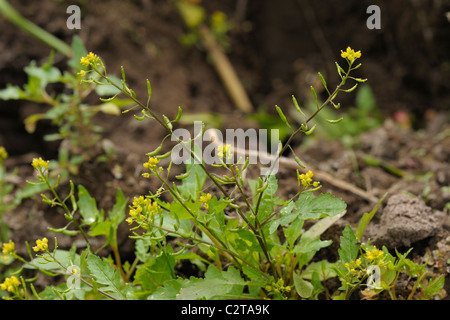 Marsh giallo-crescione, rorippa palustris Foto Stock