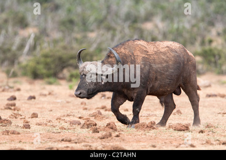 Cape buffalo bull, Syncerus caffer, Addo Elephant National Park, Sud Africa Foto Stock