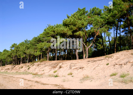 Alberi di pino sulle dune del litorale di 'La Coubre' in Francia, regione Charentes-Poitou, Charente Maritime dipartimento Foto Stock