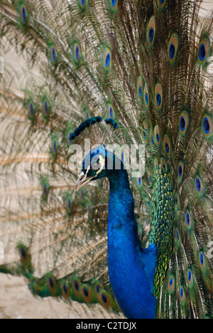 Bellissimo uccello Peafowl blu con coda aperta Foto Stock