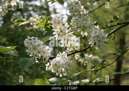 Bird Cherry o Hackberry, Prunus padus padus var, rosacee. Nativo del Nord Europa e Asia settentrionale. Foto Stock