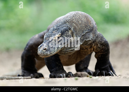 Drago di Komodo, Varanus komodoensis, singolo lizard sul pavimento, Komodo Indonesia, Marzo 2011 Foto Stock