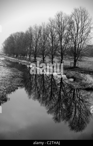 Alberi in inverno, riflesso nel fiume Bure, vicino a Burgh prossima Aylsham, Norfolk. Foto Stock