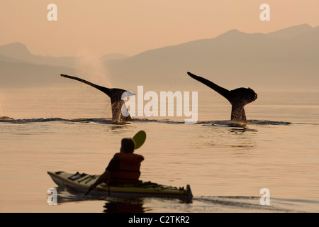 Uomo composito kayak di mare vicino a nuoto pod di balene megattere vicino al tramonto all'interno del passaggio a sud-est di Alaska composite Foto Stock
