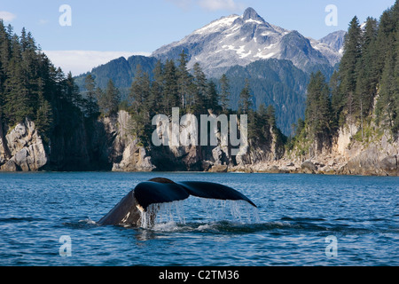 Humpback Whale nelle acque del parco nazionale di Kenai Fjords Alaska durante l estate Composite Foto Stock