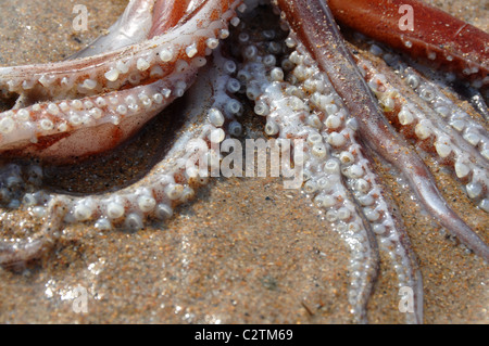 Calamaro morto Foto Stock