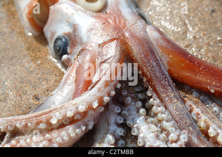 Morto di cefalopodi calamari Foto Stock