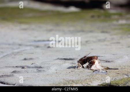 Scheletro di nave in metallo a Beach Foto Stock