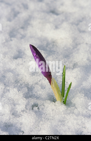 Primo piano di Crocus bloom spingendo attraverso la neve di primavera Juneau Alaska sudorientale Foto Stock