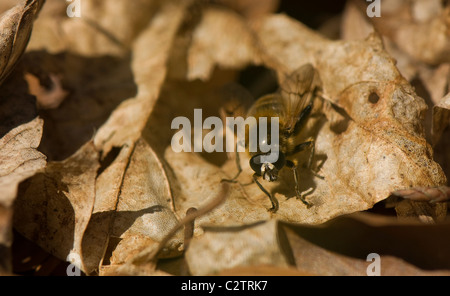 Brachypalpus valgo Foto Stock