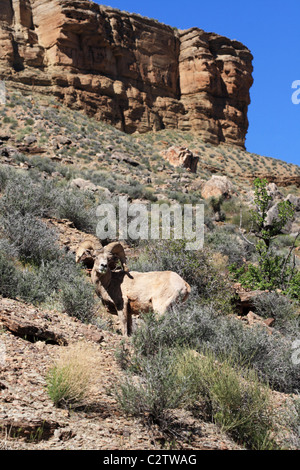 Desert bighorn o Ovis canadensis nelsoni ram sul Tonto altopiano nel Grand Canyon di Arizona Foto Stock