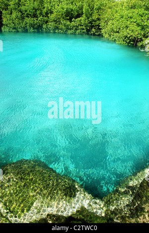 Cenote mangrove turchesi acque cristalline Riviera Maya Messico Foto Stock