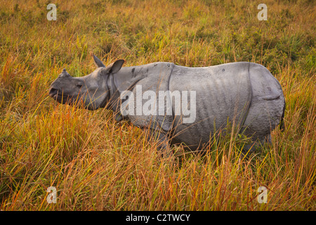 Il rinoceronte indiano (Rhinoceros unicornis) presso il Parco Nazionale di Kaziranga, Assam, India Foto Stock