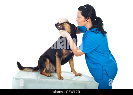 Sorridente medico veterinario esaminare denti cane in ufficio medico Foto Stock