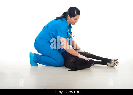 Medico e giacente alano cane in un ufficio veterinario Foto Stock