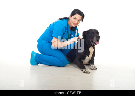 Sorridente donna veterinari in possesso di una siringa con il trattamento e la preparazione di un vaccino alano cane Foto Stock