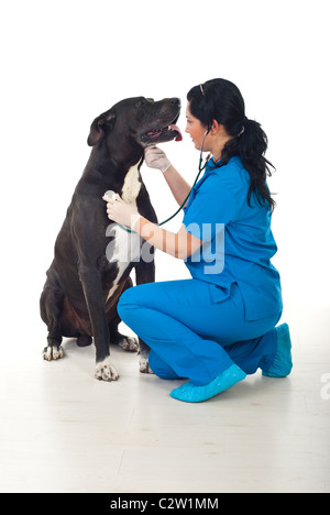 Checkup medico con stetoscopio alano cane in un ufficio veterinario Foto Stock