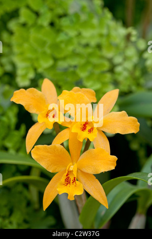 Orchidea: x Laeliocattleya Gold Digger g. "Orchidglades Mandarin' Foto Stock