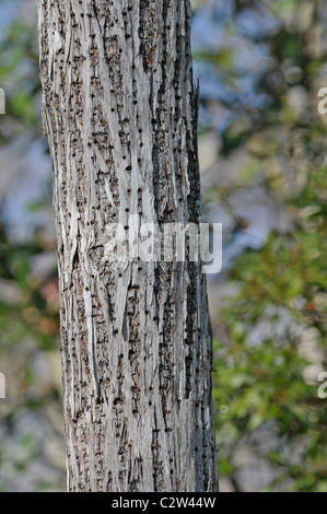 Ventre giallo Sapsucker: Sphyrapicus varius. Albero con fori trapanati da uccello guardando per SAP. Struttura di cavatappi palude, Florida, Stati Uniti d'America Foto Stock