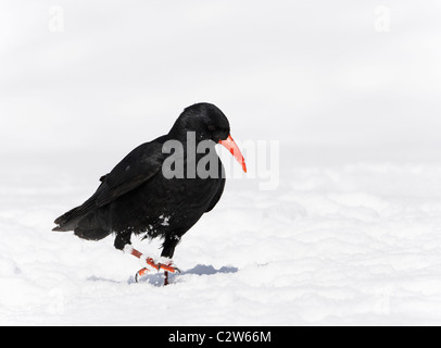 Rosso-fatturate (CHOUGH Pyrrhocorax pyrrhocorax) passeggiate sulla neve. Foto Stock