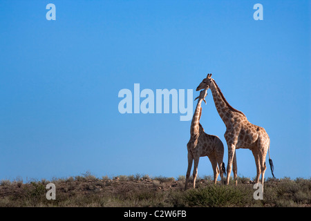 Le giraffe, Giraffa camelopardalis,necking, Kgalagadi Parco transfrontaliero, Northern Cape, Sud Africa Foto Stock