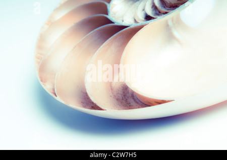 coperture del Nautilus Foto Stock