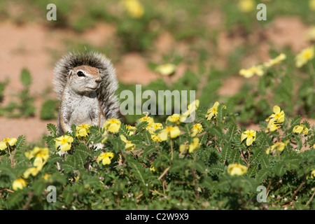 Scoiattolo di terra, Xerus inauris, in Devil's thorn fiori, Kgalagadi Parco transfrontaliero, Northern Cape, Sud Africa Foto Stock