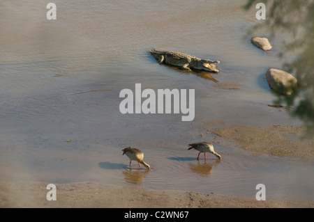 Coccodrillo del Nilo (Crocodilus niloticus) e oche egiziane (Alopochen aegyptiacus) co-esistenti nel fiume di Galana nel Tsavo in Kenya. Foto Stock