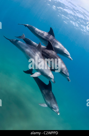 Naso di Bottiglia i delfini, Baia di Sodwana potete, Sud Africa, Oceano Indiano Foto Stock