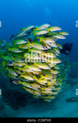 La scolarizzazione Bluestripe lutiani, Lutjanus kasmira, Baia di Sodwana potete, Sud Africa Foto Stock