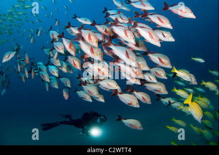 La scolarizzazione humpback Snapper, Lutjanus gibbus, Baia di Sodwana potete, Sud Africa Foto Stock