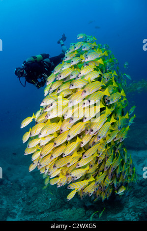 La scolarizzazione Bluestripe lutiani, Lutjanus kasmira, Baia di Sodwana potete, Sud Africa Foto Stock