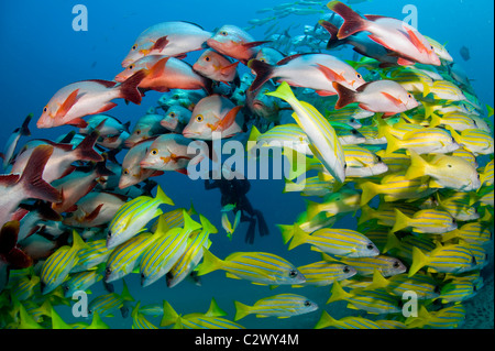 La scolarizzazione Bluestripe lutiani, Lutjanus kasmira e Humpback Snapper, Lutjanus gibbus, Baia di Sodwana potete, Sud Africa Foto Stock