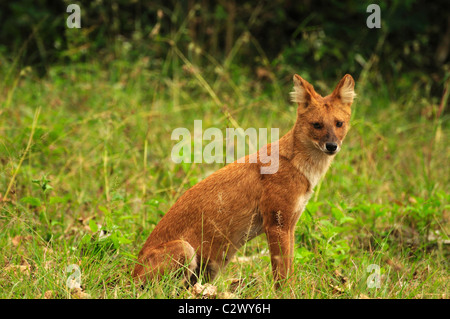 Indiano Dhole selvatico (Cuon alpinus) Foto Stock