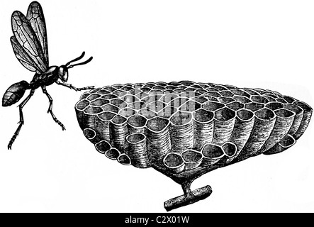 Xix secolo illustrazione del libro preso dalla nona edizione (1875) della Enciclopedia Britannica, di vespa e nido Foto Stock