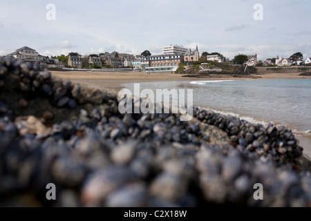Cozze su rocce in background : Città di Saint Quay-Portrieux, Bretagna Francia Foto Stock
