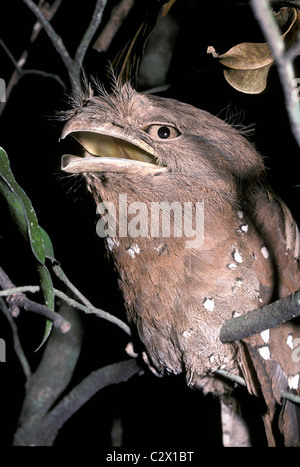 Sri Lanka (frogmouth Batrachostomus moniliger schiusi femmina sulla difensiva quando disturbati mentre sono ' appollaiati, nella foresta pluviale India Foto Stock